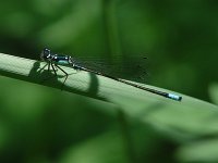 Pacific Forktail